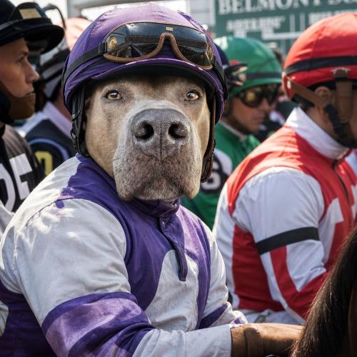 belmont RACE DAY POST