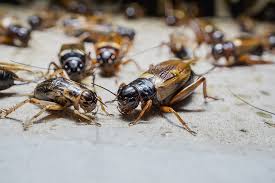 crickets