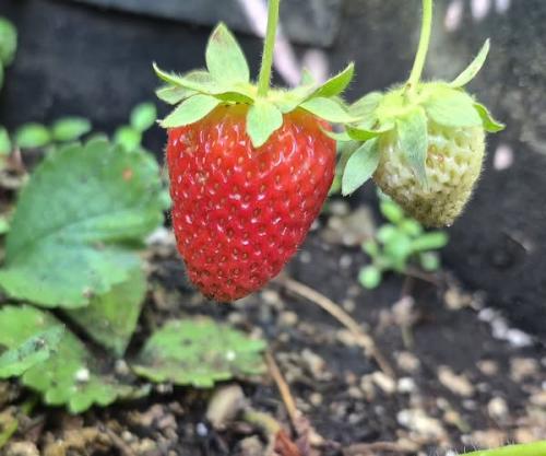 aa strawberry