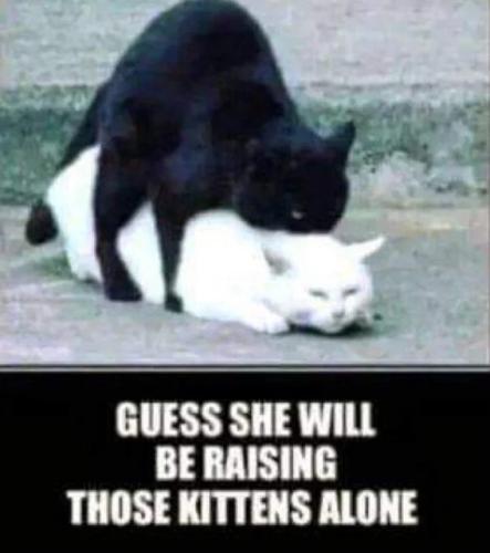 raising-kittens-alone