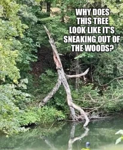 tree-sneaking-out