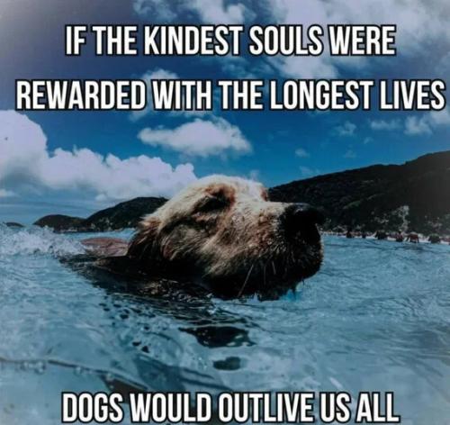 dogs-would-outlive-us