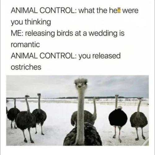 released-ostriches