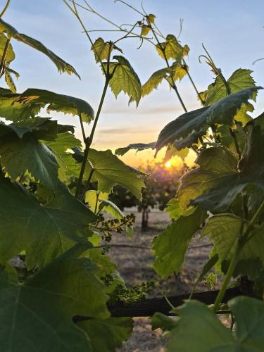 sunrise grapes
