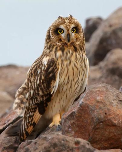 Short-eared-Owl-c-Jim-Livaudais_Featured_Creature_cropped