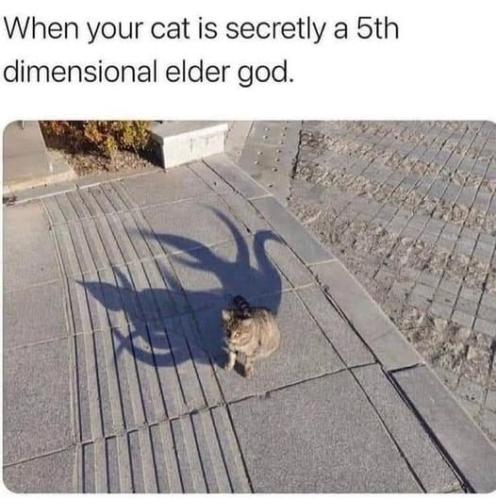 eldercat