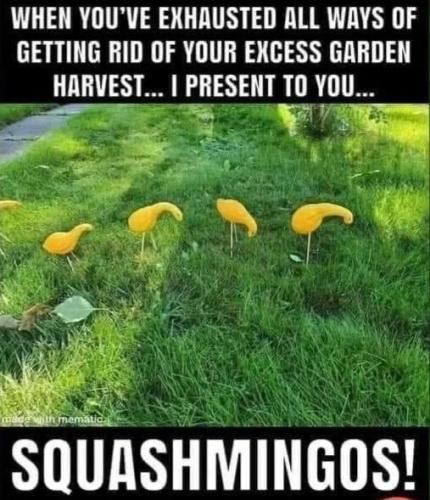 squashmingos