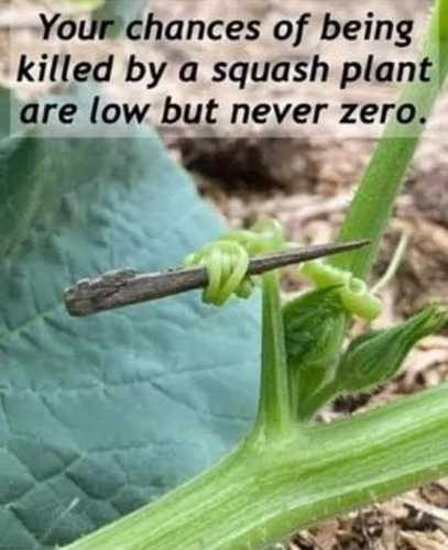 killed-by-squash