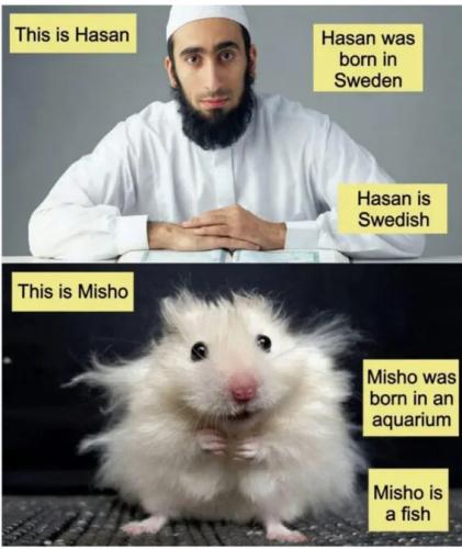 hasan-swedish-misho-fish