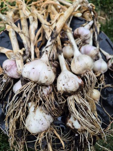 garlic again