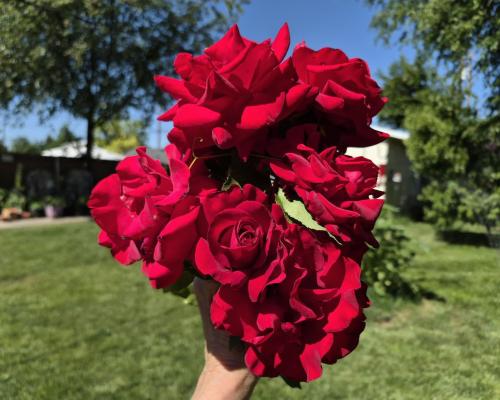 roses