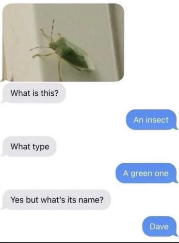 insect-dave