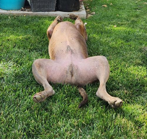 belly dubs on grass on back