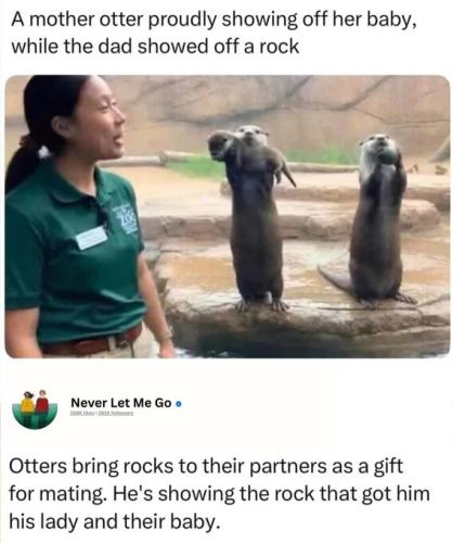 mom-show-baby-dad-show-rock