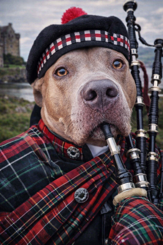 bagpipes