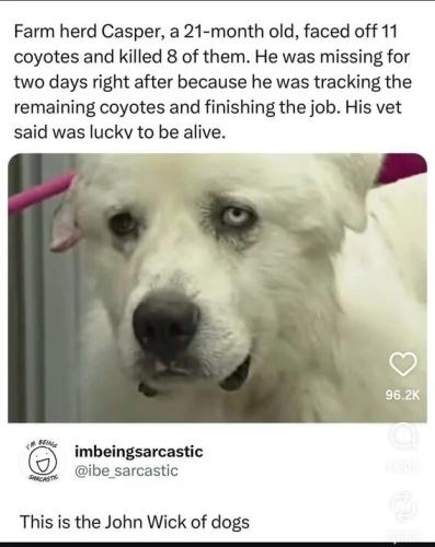 john-wick-of-dogs