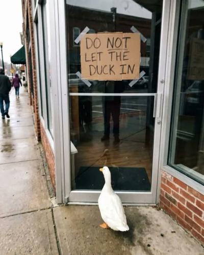 duckin