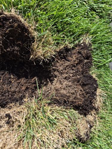 lawn fungus sampel