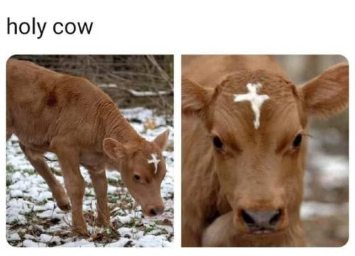 holy-cow