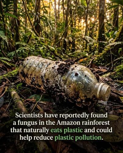 fungus