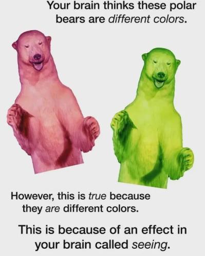 RED GREEN ALLIANCE BEARS
