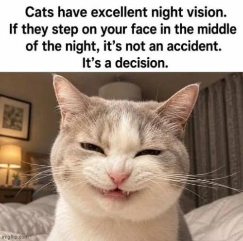 cats-excellent-night-vision