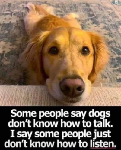 dogs 1