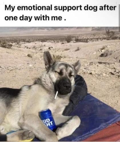 emtional-support-dog