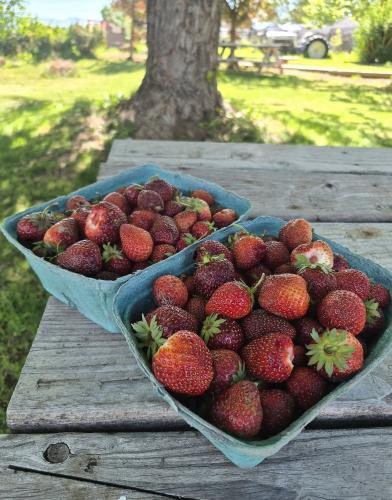 berries
