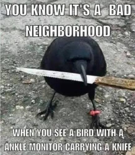 Bird felon