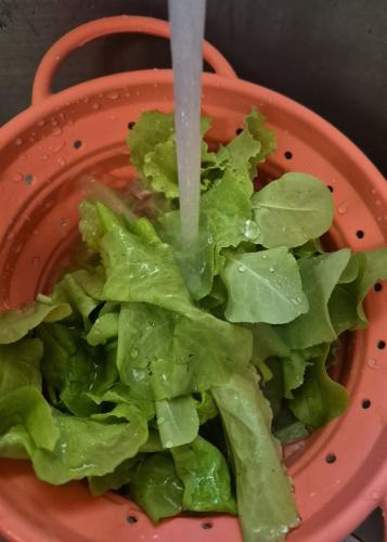 lettuce