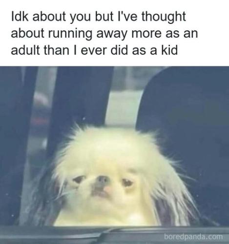 funniest-random-memes-jokes-69f884784b72e__700