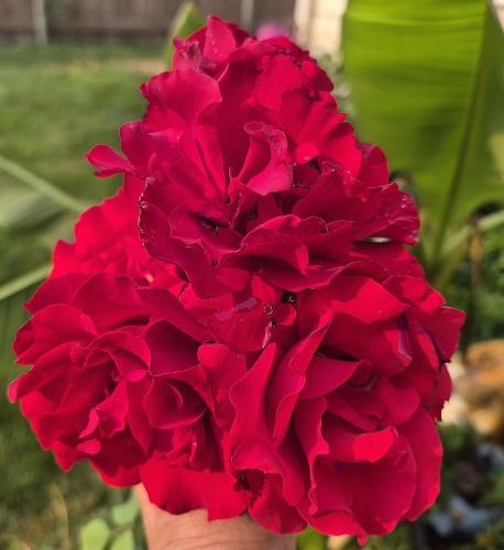 roses today