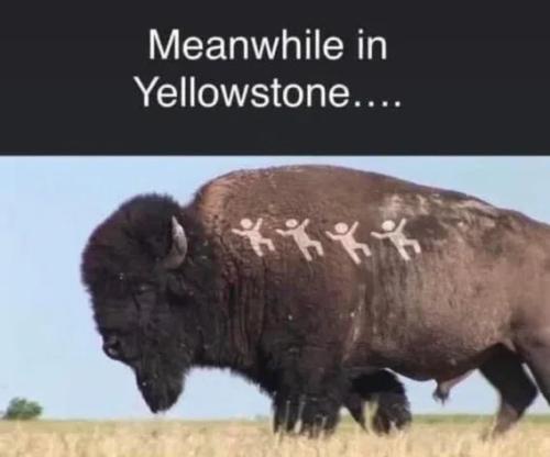 meanwhile-in-yellowstone