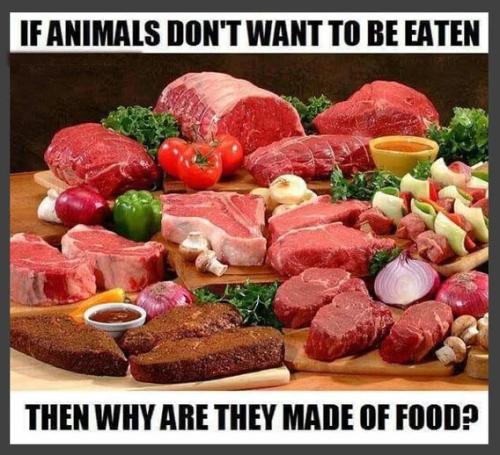 why-are-animals-made-of-food