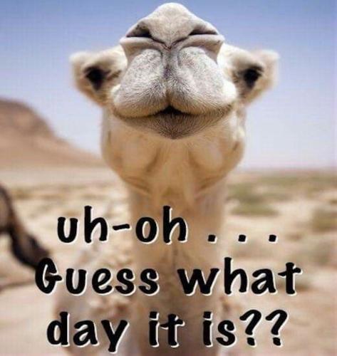 1-Hump Day