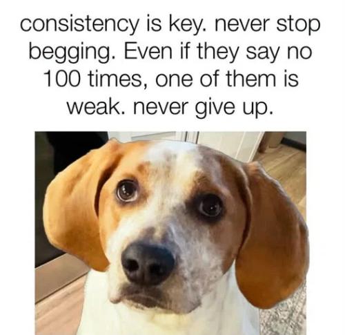 never-stop-begging