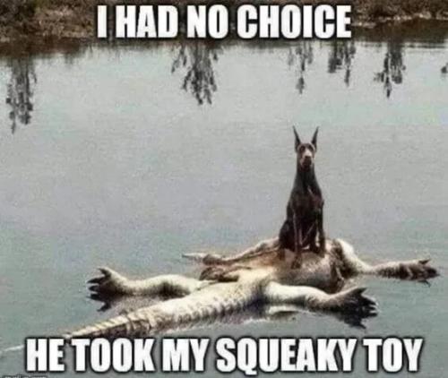 took-my-squeaky-toy