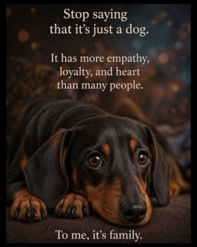 dogs 2
