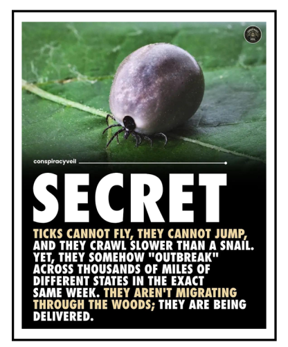 ticks