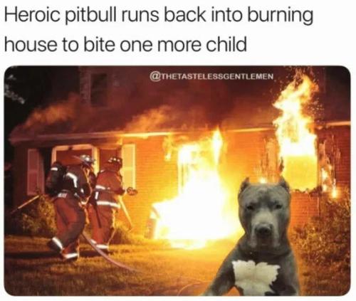 heroic-pitbull