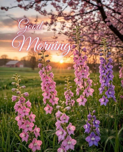 good morning