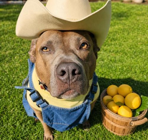 a lemon