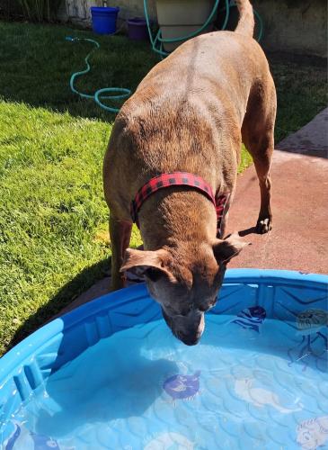 pool for dubs post