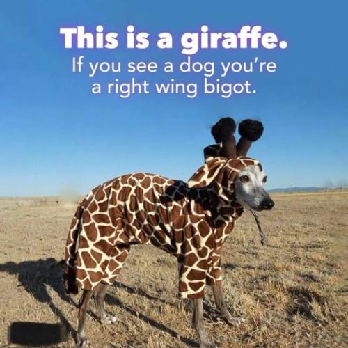 Girrafe