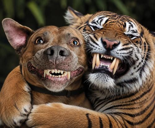 t tiger day 2026