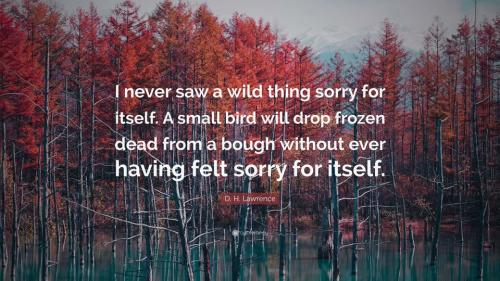 Wild Thing DH Lawrence