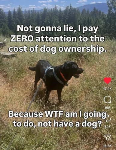pay-zero-attention-dog-ownership-cost