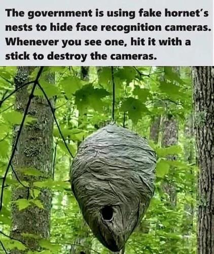fake-hornet-nests-hide-cameras