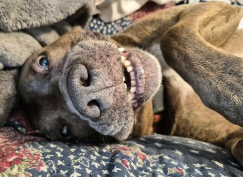 a 2026 mutt day